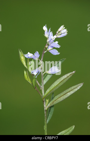 Polygalaceae Heath Milkwort, Polygala serpyllifolia, in flower on Dorset heathland ...
