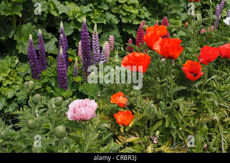 Lupines (Lupinus) and Poppies (Papaver), Glenveagh Castle Gardens, Glenveagh National Park, County Donegal, Ireland, Europe Stock Photo