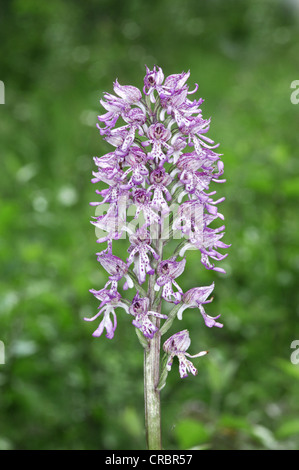 Hybrid between Lady Orchid and Monkey Orchid Stock Photo