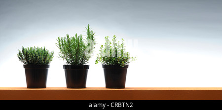 Herbs in flower pots, thyme, rosemary, basil Stock Photo