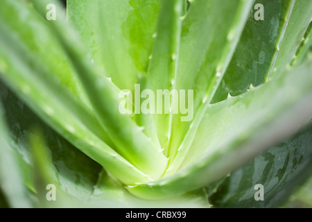 Close up of aloe vera plant Stock Photo