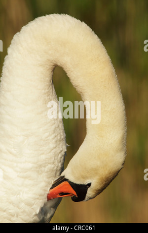 Mute swan (Cygnus olor) preening, close view of head and curve of neck. Showing plumage colour and feather details. Stock Photo