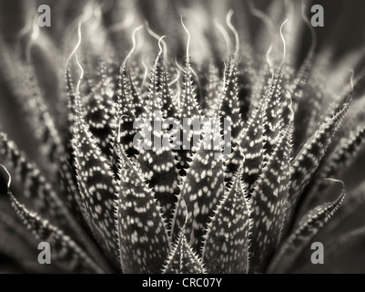 Close up of Zebra/Pearly Dots plant. Oregon Stock Photo
