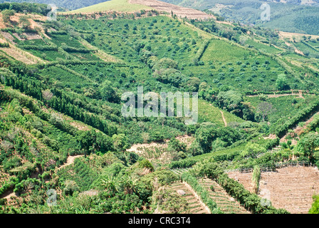 Coffee plantations, intercropping, tropical fruit trees. Stock Photo