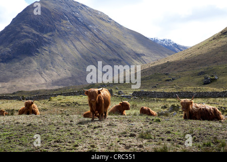 herd of red highland cattle glencoe highlands scotland uk Stock Photo ...