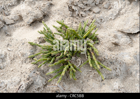 Perennial glasswort or pickleweed (Salicornia ambigua = Sarcocornia perennis) grows on saltpan Estancia Bon Accord El Calafate Stock Photo