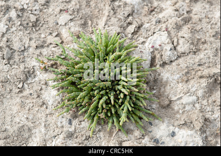Perennial glasswort or pickleweed (Salicornia ambigua = Sarcocornia perennis) grows on saltpan Estancia Bon Accord El Calafate Stock Photo