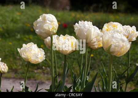 'Verona' Double Early Tulip, Tidig fylld tulpan (Tulipa gesneriana) Stock Photo