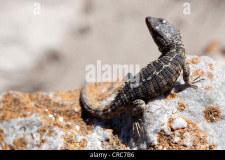 Close up of lizard on rock Stock Photo