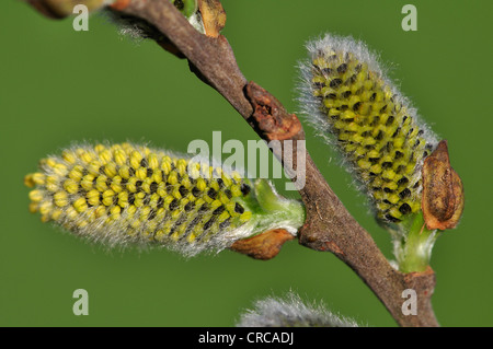 Grey willow catkin flowers in Spring UK Stock Photo