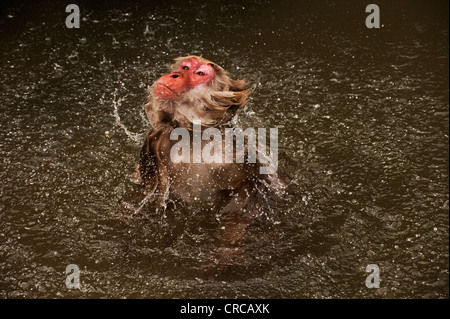 A bathing Japanese macaque (snow monkey) shakes off in the hot springs at Jigokudani, Nagano, Japan. Stock Photo