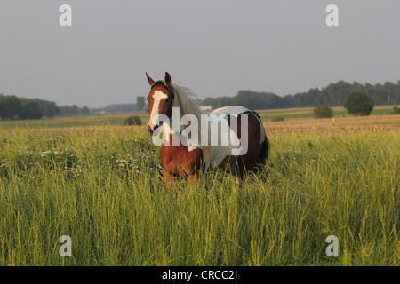 Bay Tobiano Paint horse in a field with long grass Stock Photo