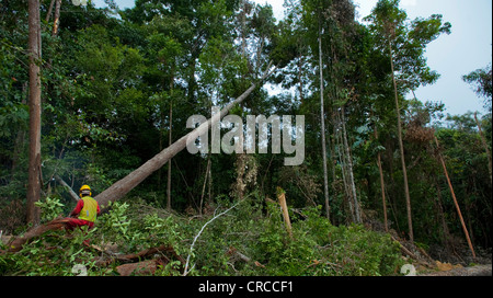 Deforestation of rainforest, South East Asia. Stock Photo