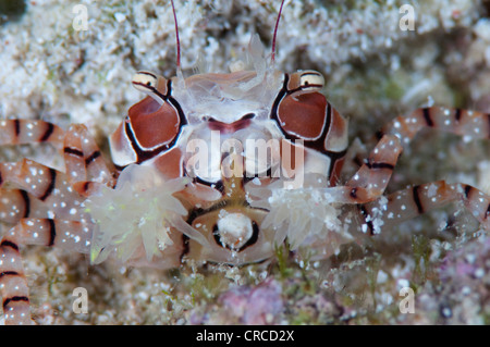 Boxer Crab Lybia tessellata, with protective anemones, Wakatobi, Sulawesi Tenggara, Indonesia. Stock Photo