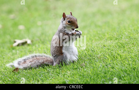 Grey squirrel eating. Stock Photo