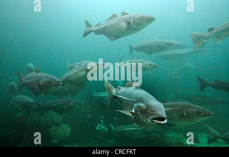 saithe, pollock, Atlantic pollock, coley, coalfish (Pollachius virens), school Stock Photo