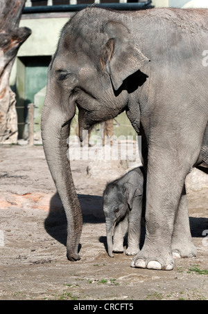 Asian elephant (Elephas maximus), female baby elephant, 11 days, during the first foray into the outdoor enclosure with its