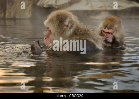 Japanese macaque (Macaca fuscata) grooming in a hot spring, Jigokudani Monkey Park, Nagano, Japan Stock Photo