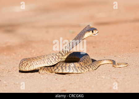 Rinkhals or Ring-necked Spitting Cobra (Hemachatus haemachatus) in a strike position, Khamai Reptile Park, Hoedspruit Stock Photo