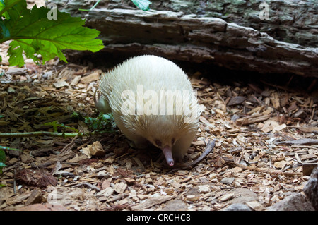 Albino Short-nosed Echidna (Tachyglossus aculeatus) Captive Stock Photo