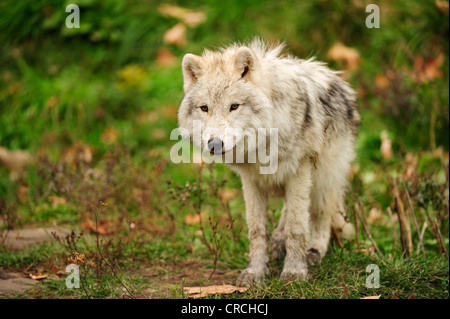 Young Polar Wolf, White Wolf or Arctic Wolf (Canis lupus arctos) standing on a meadow, Canada Stock Photo