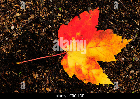 Autumnal red and yellow coloured maple leaves, Quebec, Canada Stock Photo
