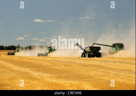 Combine harvesters harvesting grain, prairie, Manitoba, Canada Stock Photo