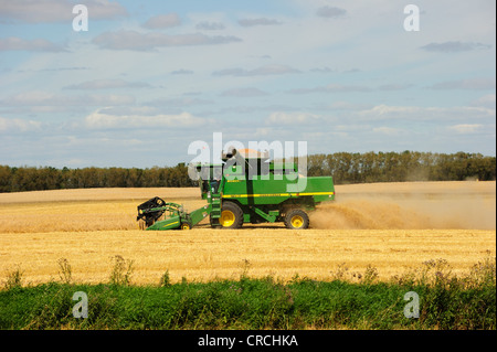Combine harvesters harvesting grain, prairie, Manitoba, Canada Stock Photo