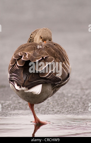greylag goose (Anser anser), resting on ice, Germany Stock Photo