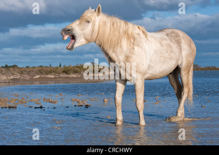 Camargue horse stallion, Bouches du Rhône, France Stock Photo