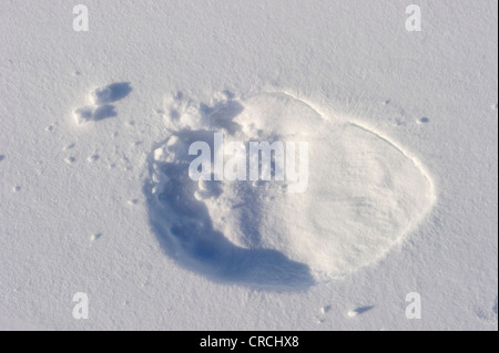 Track of Polar bear sow (Ursus maritimus) in the snow Stock Photo