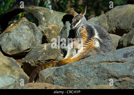 Yellow-footed Rock Wallaby (Petrogale xanthopus) Captive Stock Photo