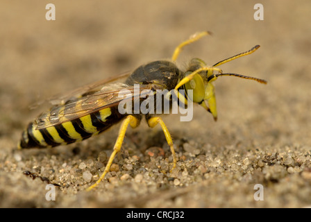 rostrate bembix wasp (Bembix rostrata, Epibembix rostrata), grooming, Germany, Brandenburg Stock Photo