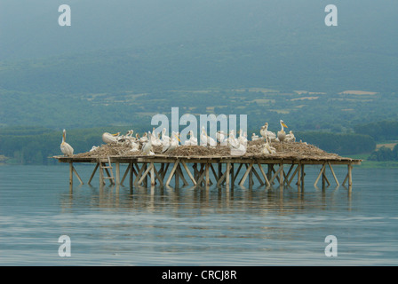 Dalmatian pelican (Pelecanus crispus), nesting colony on artificial platforms against the spring high water, Greece, Macedonia, Kerkini Stock Photo