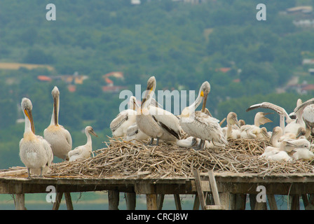 Dalmatian pelican (Pelecanus crispus), nesting colony on artificial platform against the spring high water, Greece, Macedonia, Kerkini Stock Photo