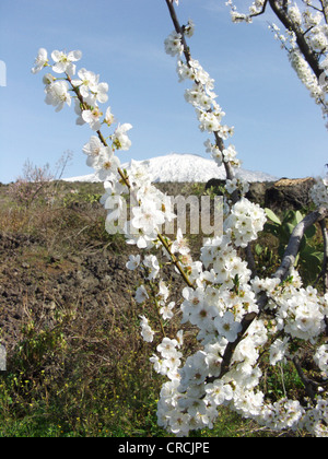 blooming cherry tree with the snow covered Mount Etna in the background, Italy, Sicilia Stock Photo