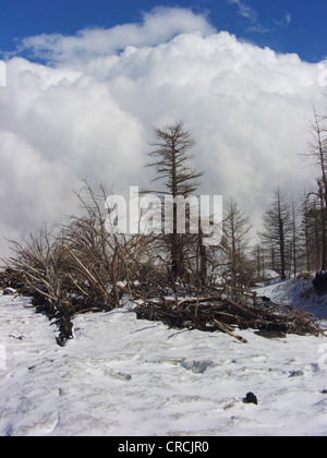 European black pine, Austrian pine, Black Pine, Corsican Pine (Pinus nigra ssp. laricio, Pinus laricio), dead pines dying because of lava fall at the Mount Etna in winter, Italy, Sicilia Stock Photo