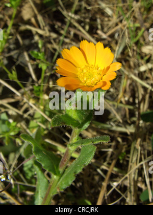 field marigold (Calendula arvensis), blooming, Italy, Sicilia Stock Photo
