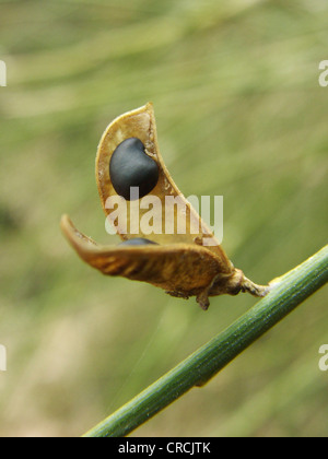 mount etna broom (Genista aethnensis), pod with seeds, Italy, Sicilia Stock Photo