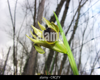 snakeshead iris (Hermodactylus tuberosus), blooming single plant, Italy, Sicilia Stock Photo