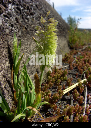 goldentop, goldentop grass (Lamarckia aurea), blooming single plant, Italy, Sicilia Stock Photo