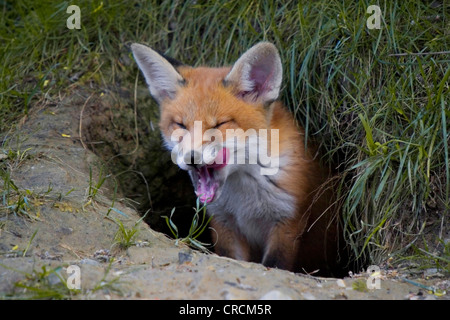 red fox (Vulpes vulpes), portrait of a young tired pup in front of his burrow, Switzerland, St. Gallen Stock Photo