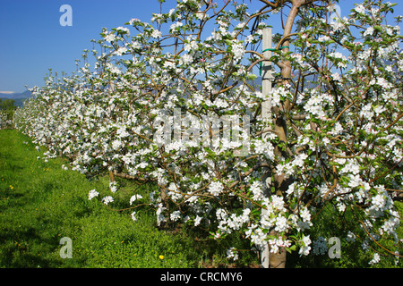 apple tree (Malus domestica), flowering apple trees in South Tyrol, Italy, Kurtatsch Stock Photo