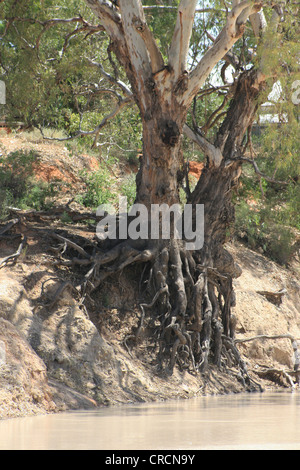 River red gum on eroded river bank Stock Photo