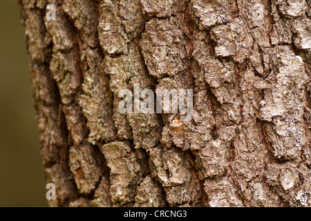 Tree Bark, Cairngorms, Scotland Stock Photo