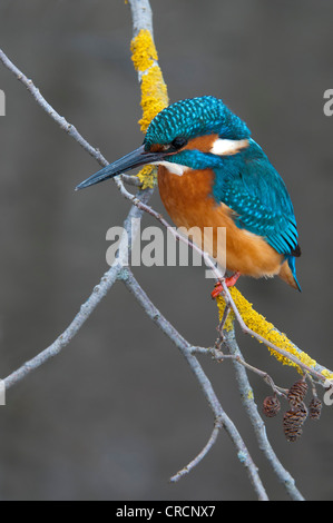 Kingfisher (Alcedo atthis), Tratzberg Conservation Area, Tyrol, Austria, Europe Stock Photo