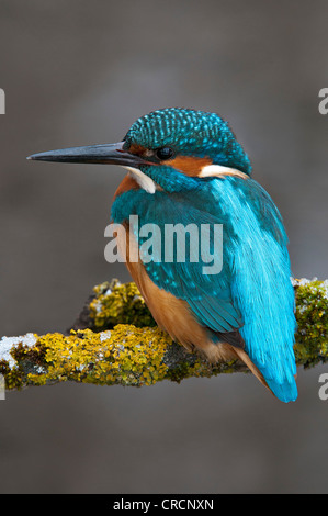 Kingfisher (Alcedo atthis), Tratzberg Conservation Area, Tyrol, Austria, Europe Stock Photo