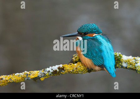 Kingfisher (Alcedo atthis), Tratzberg Conservation Area, Tyrol, Austria, Europe Stock Photo