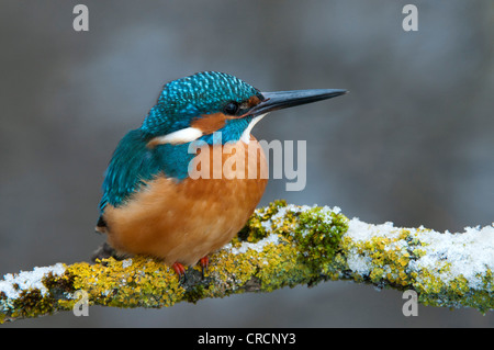 Kingfisher (Alcedo atthis), Tratzberg Conservation Area, Tyrol, Austria, Europe Stock Photo