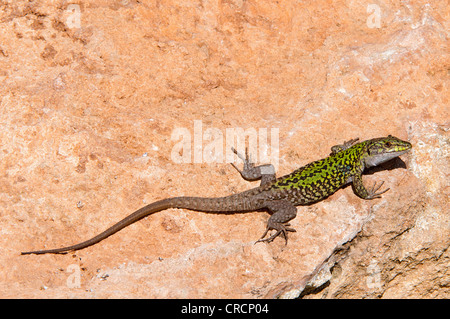 Italian wall lizard (Podarcis sicula cettii), Sardinia, Italy, Europe Stock Photo